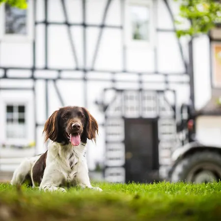 Hof Köhne - Altes - Hase Apartment Schmallenberg